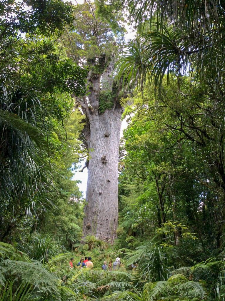 worlds largest tree in forest