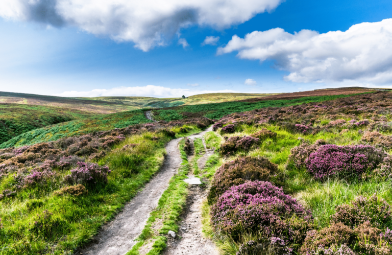 green and pink heather on west yorkshire moors